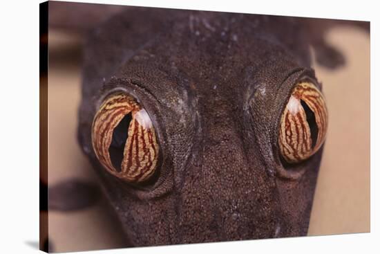 Leaf-Tail Gecko-DLILLC-Stretched Canvas