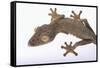 Leaf-Tail Gecko-DLILLC-Framed Stretched Canvas