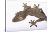 Leaf-Tail Gecko-DLILLC-Stretched Canvas