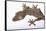 Leaf-Tail Gecko-DLILLC-Framed Stretched Canvas