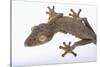 Leaf-Tail Gecko-DLILLC-Stretched Canvas