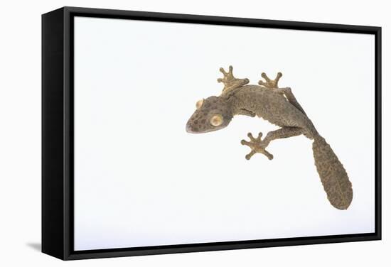 Leaf-Tail Gecko-DLILLC-Framed Stretched Canvas