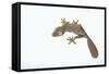 Leaf-Tail Gecko-DLILLC-Framed Stretched Canvas