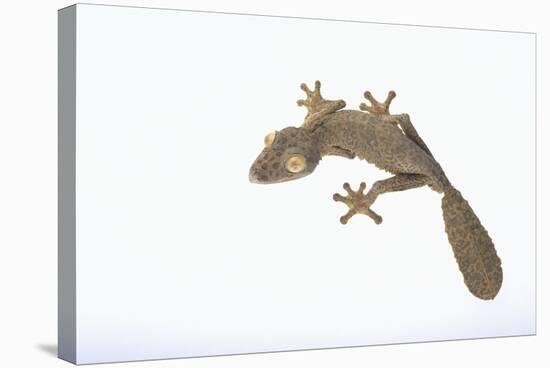 Leaf-Tail Gecko-DLILLC-Stretched Canvas