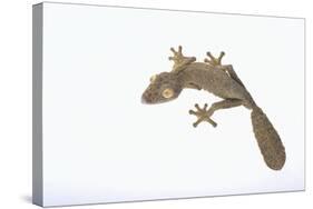 Leaf-Tail Gecko-DLILLC-Stretched Canvas