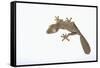 Leaf-Tail Gecko-DLILLC-Framed Stretched Canvas