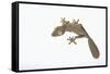 Leaf-Tail Gecko-DLILLC-Framed Stretched Canvas