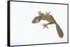 Leaf-Tail Gecko-DLILLC-Framed Stretched Canvas