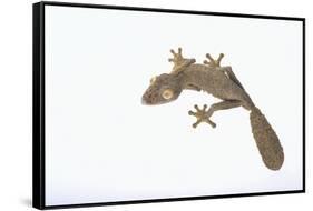 Leaf-Tail Gecko-DLILLC-Framed Stretched Canvas