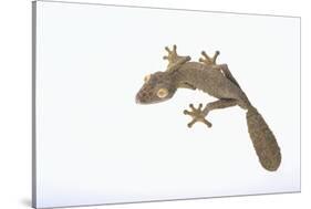 Leaf-Tail Gecko-DLILLC-Stretched Canvas
