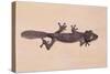 Leaf-Tail Gecko-DLILLC-Stretched Canvas