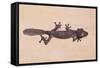 Leaf-Tail Gecko-DLILLC-Framed Stretched Canvas