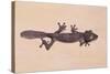 Leaf-Tail Gecko-DLILLC-Stretched Canvas