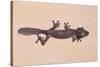 Leaf-Tail Gecko-DLILLC-Stretched Canvas