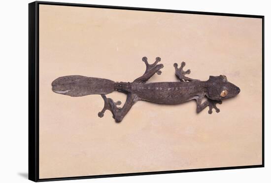 Leaf-Tail Gecko-DLILLC-Framed Stretched Canvas