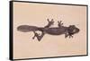 Leaf-Tail Gecko-DLILLC-Framed Stretched Canvas