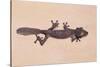 Leaf-Tail Gecko-DLILLC-Stretched Canvas