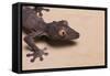 Leaf-Tail Gecko-DLILLC-Framed Stretched Canvas