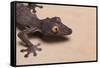 Leaf-Tail Gecko-DLILLC-Framed Stretched Canvas