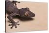 Leaf-Tail Gecko-DLILLC-Stretched Canvas