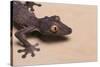 Leaf-Tail Gecko-DLILLC-Stretched Canvas