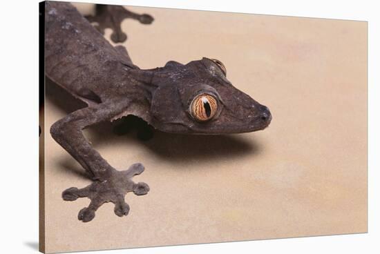 Leaf-Tail Gecko-DLILLC-Stretched Canvas