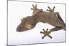 Leaf-Tail Gecko-DLILLC-Mounted Photographic Print