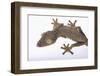 Leaf-Tail Gecko-DLILLC-Framed Photographic Print