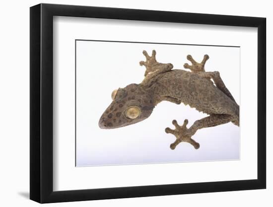 Leaf-Tail Gecko-DLILLC-Framed Photographic Print