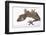 Leaf-Tail Gecko-DLILLC-Framed Photographic Print