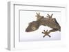 Leaf-Tail Gecko-DLILLC-Framed Photographic Print