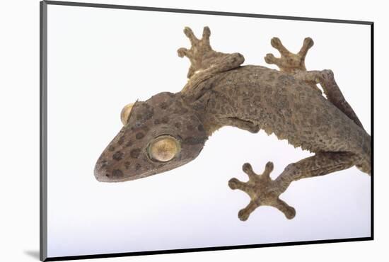 Leaf-Tail Gecko-DLILLC-Mounted Photographic Print