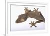 Leaf-Tail Gecko-DLILLC-Framed Photographic Print