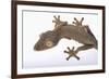 Leaf-Tail Gecko-DLILLC-Framed Photographic Print