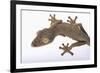 Leaf-Tail Gecko-DLILLC-Framed Photographic Print