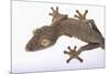 Leaf-Tail Gecko-DLILLC-Mounted Photographic Print