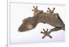 Leaf-Tail Gecko-DLILLC-Framed Photographic Print