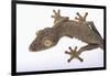 Leaf-Tail Gecko-DLILLC-Framed Photographic Print