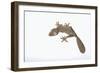 Leaf-Tail Gecko-DLILLC-Framed Photographic Print