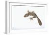 Leaf-Tail Gecko-DLILLC-Framed Photographic Print