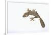 Leaf-Tail Gecko-DLILLC-Framed Photographic Print