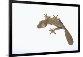 Leaf-Tail Gecko-DLILLC-Framed Photographic Print