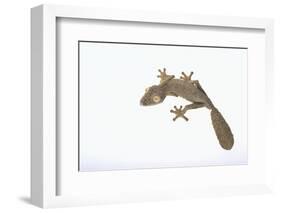 Leaf-Tail Gecko-DLILLC-Framed Photographic Print