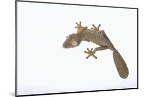 Leaf-Tail Gecko-DLILLC-Mounted Photographic Print