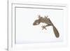 Leaf-Tail Gecko-DLILLC-Framed Photographic Print