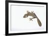 Leaf-Tail Gecko-DLILLC-Framed Photographic Print