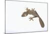 Leaf-Tail Gecko-DLILLC-Mounted Photographic Print