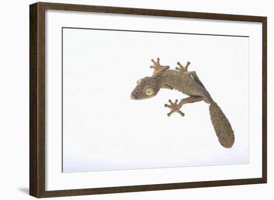 Leaf-Tail Gecko-DLILLC-Framed Photographic Print