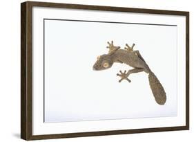 Leaf-Tail Gecko-DLILLC-Framed Photographic Print