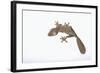 Leaf-Tail Gecko-DLILLC-Framed Photographic Print